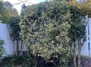Bush Trimming by Edgar Elmore for Amanda S. in Washington, DC