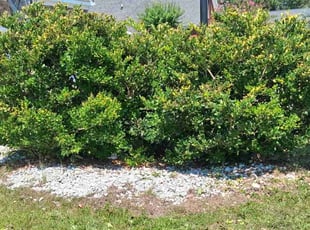 Bush Trimming by Shaun Caruso for Shirley C. in Myrtle Beach, SC