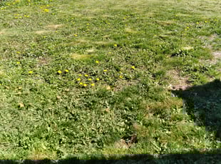 Cleanups by Willias Daniels for Kyle F. in Tacoma, WA