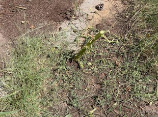 Weeding by Arturo Lopez for Brenna B. in El Paso, TX