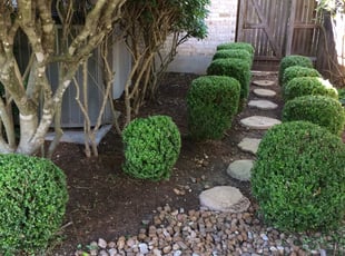 Bush Trimming by Greg Hopper for Rebecca R. in San Antonio, TX