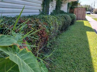 Bush Trimming by Allen Roberto $ for Phala M. in New Orleans, LA