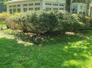 Bush Trimming by Marvin Simmons for Ajay P. in Elkins Park, PA
