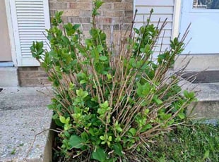 Bush Trimming by Edwin Villagran for Martin R. in Silver Spring, MD