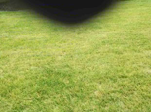 Alvin R.'s Lawn Mowing service result