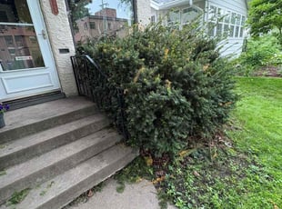 Bush Trimming by huda. kandil for Khiana B. in Saint Paul, MN