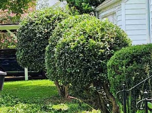 Bush Trimming by Anthony Beamon for Moira K. in Portsmouth, VA