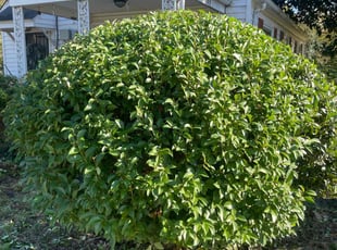 Bush Trimming by Chanz Duff for Corey D. in Richmond, VA