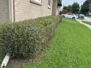 Bush Trimming by Esmerlin Licona for Brennan M. in New Orleans, LA