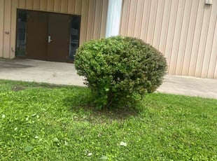 Bush Trimming by Joshua Richard for Victor P. in Cincinnati, OH