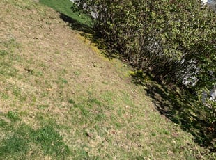 Bush Trimming by David Cardillo for John B. in Cranston, RI