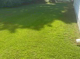 Patricia V.'s Lawn Mowing Service service result