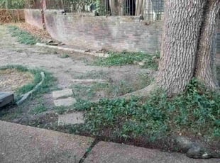 Leaf Removal by Angela Holley for Ganester W. in Jackson, MS