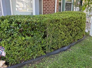 Bush Trimming by Steven Moreira for Stephanie l. in Virginia Beach, VA