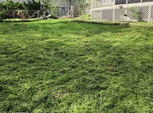 Renee C.'s Lawn Care service result