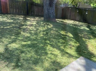 Susan S.'s Lawn Service service result