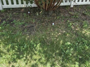 Weeding by Jared Woods for Keenan W. in Joliet, IL