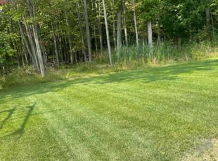 Fadia A.'s Lawn Service service result