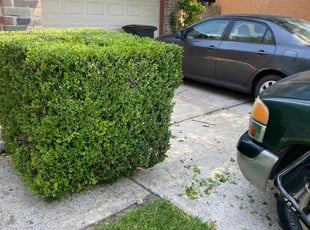 Bush Trimming by Brandon Aldana for Stephen S. in Houston, TX