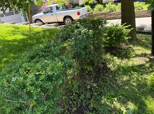 Bush Trimming by Alicia Ralston for Larry M. in Pittsburgh, PA
