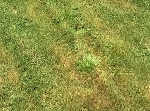 Cleanups by Shirley DORSEY for Lydia L. in Atlanta, GA