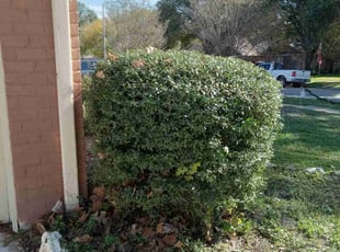 Bush Trimming by Alexis Perez for Jenny W. in Houston, TX