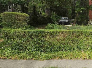 Bush Trimming by Nathaniel Howard for Susie B. in Richmond, VA