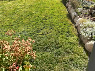 Matthew G.'s Yard Cutting service result