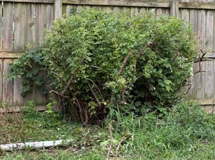 Bush Trimming by Richard Lademan for Angela B. in Lansing, MI