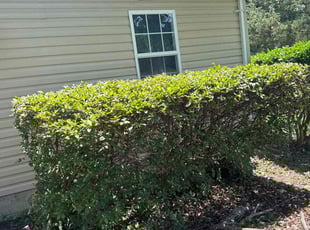Bush Trimming by Shayron Jones for Luis F. in Portsmouth, VA