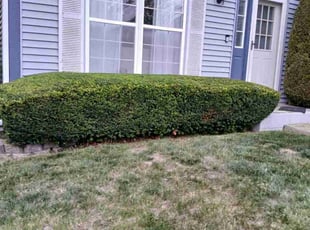 Bush Trimming by Sebastian Sebastian for Jeffrey J. in Carpentersville, IL