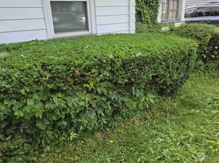 Bush Trimming by Chad Holzinger for Mark S. in Rochester, NY