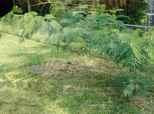 Cleanups by Isiah Isbell for Vanessa M. in Baker, LA