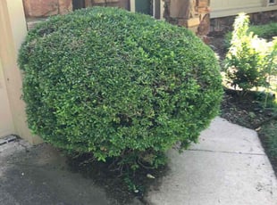 Bush Trimming by Paul Handley for Philip B. in Tulsa, OK
