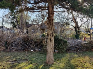 Bush Trimming by Muhammad Rasheed for Louise F. in Midwest City, OK