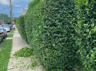 Bush Trimming by Norberto Soto for Jessica S. in Philadelphia, PA