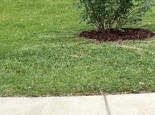 Weeding by Dominic Sexton for Chris M. in Chesapeake, VA
