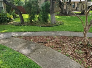 Bush Trimming by Julio Martinez for Tabitha B. in San Antonio, TX