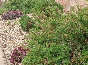 Bush Trimming by Alley Parker for John D. in Golden, CO