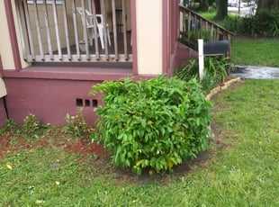 Bush Trimming by Raymone Wimpye El for Carlene R. in Tampa, FL