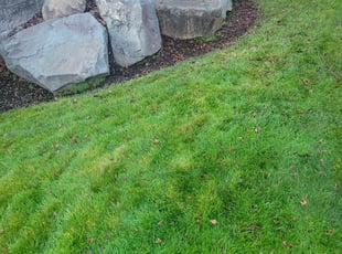 Leaf Removal by Marydonna Barkley for Nikhita K. in Bonney Lake, WA