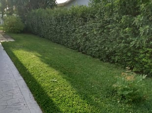 Bush Trimming by Dana Carlson for Heather V. in Miami, FL