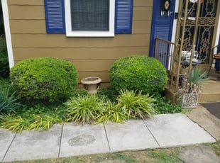 Bush Trimming by Ashley McCarty for Amanda S. in Memphis, TN