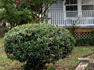 Bush Trimming by Andre Hunt for Melody H. in Richmond, VA