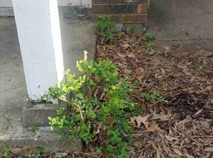Bush Trimming by Thurman Rodgers for Nakia M. in Memphis, TN