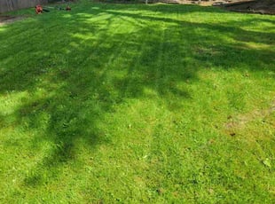 Jarred E.'s Lawn Mowing Service service result