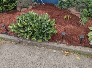 Landscaping by Matthew Spinelli for Barbara B. in New Haven, CT