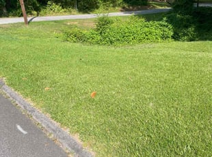 Jackie B.'s Yard Cutting service result