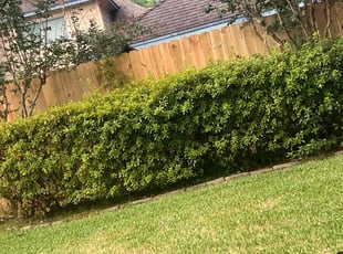 Weeding by Paz Silva for Carmen T. in Houston, TX