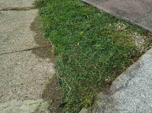 Weeding by Cristian Giron for Lawrencia B. in Willingboro, NJ